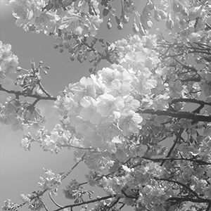 桜のgallery
